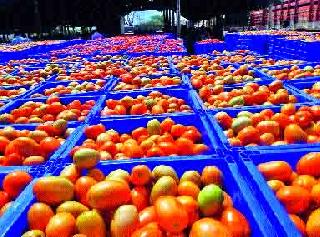 Tomato crisis in Nashik district | नाशिक जिल्ह्यात टमाट्याचा हंगाम संकटात