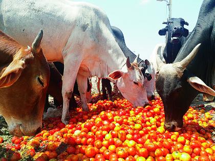 Tomato castle on the road | टोमॅटो फेकले रस्त्यावर