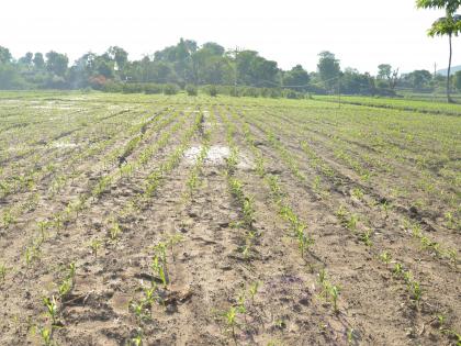  Maize crop on the western flank of Baglan, a military alley | बागलाणच्या पश्चिम पट्ट्यातील मका पिकाला लष्करी अळीचा विळखा