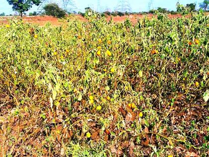 Water harvesting and vegetable crops are being done to farmers | शेतकऱ्यांवर जलसंकट, भाजीपाला पीक करपले