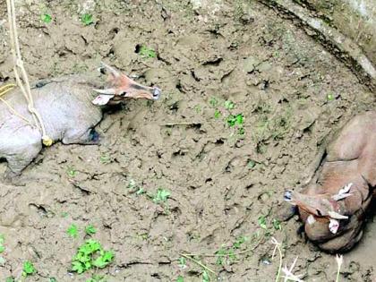 Lives of two Nilgaiians | दोन निलगार्इंना जीवदान