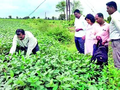 Agricultural Officer bunds for crop survey | पीक पाहणीसाठी कृषी अधिकारी बांधावर