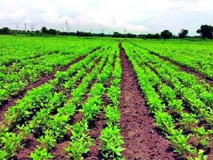 Soybean area increased by 22 thousand 267 hectares | २२ हजार २६७ हेक्टरने सोयाबीनचे क्षेत्र वाढले Soybean area increased by 22 thousand 267 hectares | २२ हजार २६७ हेक्टरने सोयाबीनचे क्षेत्र वाढले