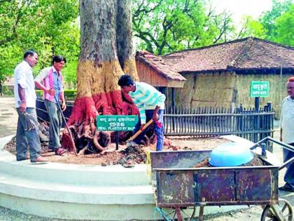 Ashram's struggle for protecting palm tree planted by Mahatma | महात्म्याने लावलेल्या पिंपळ वृक्षाच्या संरक्षणासाठी आश्रमाची धडपड