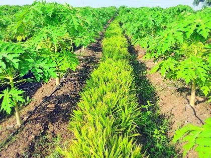 Ginger profit of Rs. 18 lakhs | अद्रकाच्या शेतीतून मिळविला १८ लाखांचा नफा Ginger profit of Rs. 18 lakhs | अद्रकाच्या शेतीतून मिळविला १८ लाखांचा नफा