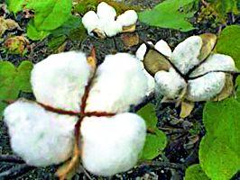 In the mouth of the farmers of cottonse cotton, in the mouth of the farmers | कापसाच्या पंढरीतच शेतकऱ्यांची वाताहात