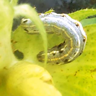 Bt cotton is also the source of larvae | बीटी कपाशीवरही अळींचा प्रादुर्भाव