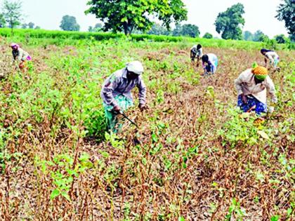  Only moderate drought in five talukas is declared | केवळ पाच तालुक्यात मध्यम दुष्काळ घोषित