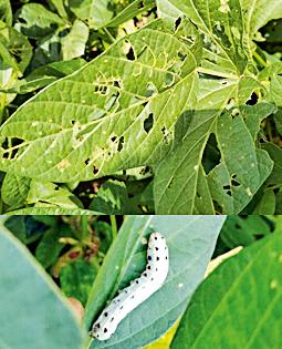 Crop hazard on thousands of hectares | हजारो हेक्टरवरील पीक धोक्यात Crop hazard on thousands of hectares | हजारो हेक्टरवरील पीक धोक्यात