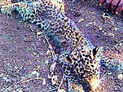 Mahagavan's catastrophic calf dies in Nagpur | महागावच्या बिबट बछड्याचा नागपुरात मृत्यू