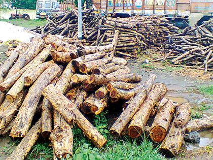 Jalwa in Pewa and Savagawa smuggling | पारवा येथे जलतनाआड सागवान तस्करी Jalwa in Pewa and Savagawa smuggling | पारवा येथे जलतनाआड सागवान तस्करी