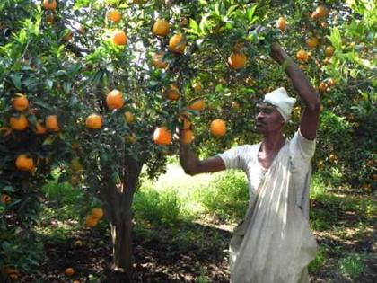 On the orange tree itself; Breaking deadline; The lives of producers are hanging in the balance | संत्रा झाडावरच; तोडण्याची मुदत संपली; उत्पादकांचा जीव टांगणीला On the orange tree itself; Breaking deadline; The lives of producers are hanging in the balance | संत्रा झाडावरच; तोडण्याची मुदत संपली; उत्पादकांचा जीव टांगणीला