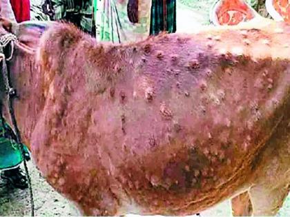 480 cattle infected with lumpy; 22 animal deaths | 480 गोवंशांना लम्पीची लागण; 22 जनावरांचा मृत्यू