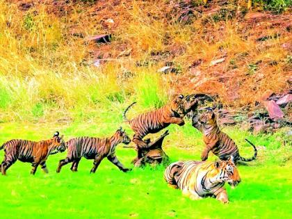 Tiger cubs attracted tourists in Umared Karhandla Tiger reserve | उमरेड-कऱ्हांडला अभयारण्यातील बछड्यांची पर्यटकांत क्रेझ