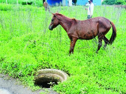  The wrong horse, then the owner, then the thief and finally the municipality! | चुकला घोडा, मग मालक, त्यानंतर चोर आणि शेवटी महापालिका!