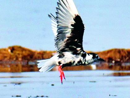 New bird registered in Yavatmal | यवतमाळच्या पक्षीसूचीत नव्या पाहुण्याची नोंद