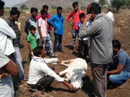 Eight cattle have died due to poisoning in Chandrapur district | चंद्रपूर जिल्ह्यात विषबाधेमुळे आठ जनावरे दगावली