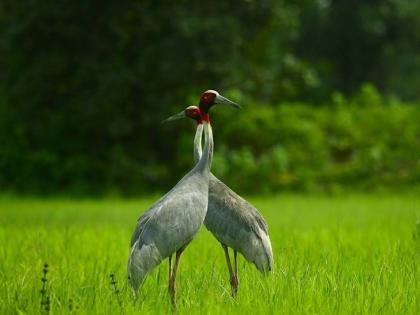 78 villages of Gondia district alert for the protection of sarus crane | सारस पक्ष्याच्या संवर्धनासाठी गोंदियात ‘सारस स्केप’ ची ७८ गावांत लोकचळवळ