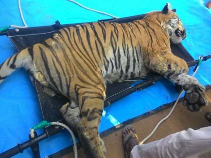 Sudhir Mungantiwar ordered the inquiry into the death of the starving Tiger | उपाशी वाघ मृत्यु प्रकरणाच्या चौकशीचा सुधीर मुनगंटीवार यांनी दिला आदेश