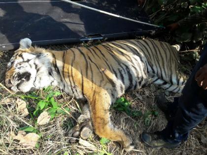 Tiger died who was wounded five days in Chandrapur district | चंद्रपूर जिल्ह्यात पाच दिवसांपासून जखमी असलेल्या ढाण्या वाघाचा मृत्यू