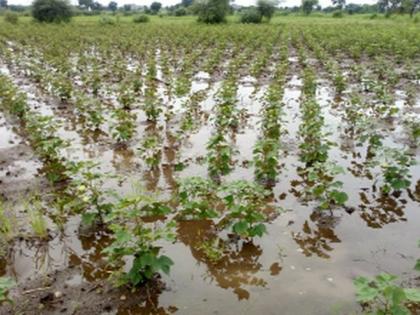 Continuous rainfall disrupted cotton growth | सततच्या पावसामुळे कपाशीची वाढ खुंटली