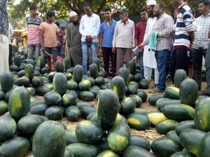 Falling at Kalindh's rate, the result of inward growth | कलिंगडच्या दरात घसरण, आवक वाढल्याचा परिणाम