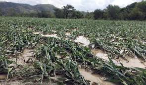 Returning rain threatens onion, paddy crops | परतीच्या पावसाने कांदा, भात पिकांना धोका