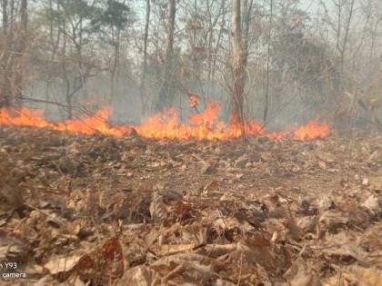 Now the 'fire ball' will stop the forest fire | आता ‘फायर बॉल’ रोखणार जंगलातील आग