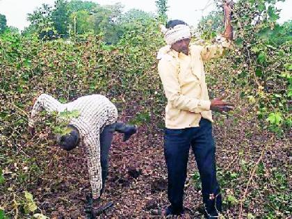 Bondage outbreak on cotton | कपाशीवर बोंडअळीचा प्रकोप Bondage outbreak on cotton | कपाशीवर बोंडअळीचा प्रकोप