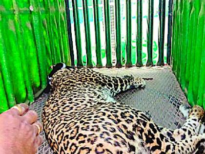 The leopard refused to eat | ‘त्या’ जेरबंद बिबट्याने आहार नाकारला