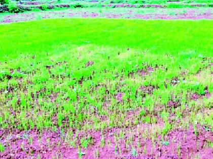 Farmers in crisis due to lack of irrigation facilities | सिंचन सुविधांअभावी शेतकरी सापडले संकटात Farmers in crisis due to lack of irrigation facilities | सिंचन सुविधांअभावी शेतकरी सापडले संकटात