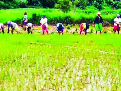 Even if it rains, there is no escape from the drought | पाऊस बरसला तरीही दुष्काळातून सुटका नाही