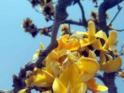 Yellow palash in the Nakadongri forest in Bhandara district | भंडारा जिल्ह्यातील नाकाडोंगरी जंगलात बहरला पिवळा पळस