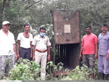 The dog was killed in a leopard attack in Lohshingvet | लोहशिंगवेत बिबट्याच्या हल्ल्यात श्वान ठार