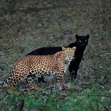 Leopard attacks goat in front of farmers | शेतकऱ्यासमोरच बिबट्याचा शेळीवर हल्ला