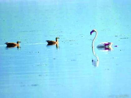 Flamingo first appears on Lonar lake | लोणार सरोवरावर प्रथमच झाले ‘फ्लेमिंगो’चे दर्शन