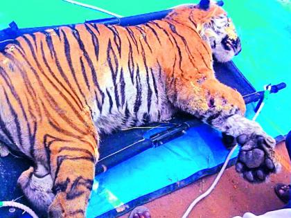 Presenting the reports of Tiger deaths to the superiors | वाघाच्या मृत्यूचा अहवाल वरिष्ठांना सादर