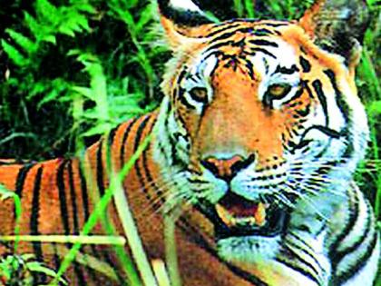 Tractor journey by the forest officials to find tigers | वाघ शोधण्यासाठी वनाधिकाऱ्यांचा ट्रॅक्टरने प्रवास