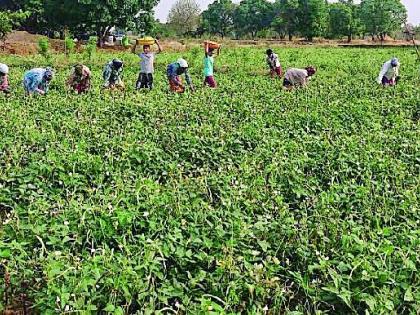 Growth from Vegetable | भाजीपाल्यातून साधली उन्नती