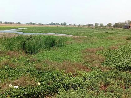 Icarnia plant poses a problem to pond fishing in Gadchiroli Distirct | इकाॅर्निया वनस्पतीमुळे तलावातील मासेमारीस अडचण