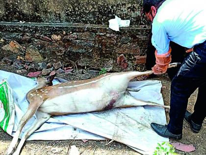 Chital killed, two injured | दुचाकीस्वारासह चितळ ठार, युवती जखमी