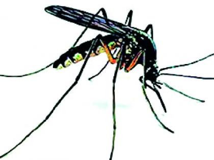 276 malaria cases in the district | जिल्ह्यात मलेरियाचे २७६ रूग्ण