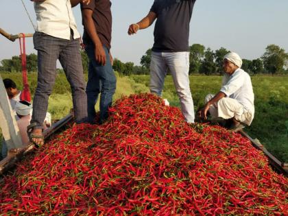 Farmers saved by red chillies | शेतकऱ्यांना लाल मिरचीने तारले