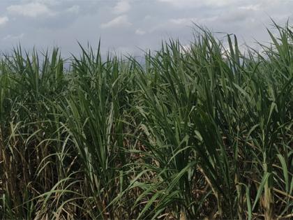 3 thousand 5 hectare sugarcane livestock | ७ हजार ८०० हेक्टर उसाला जीवदान