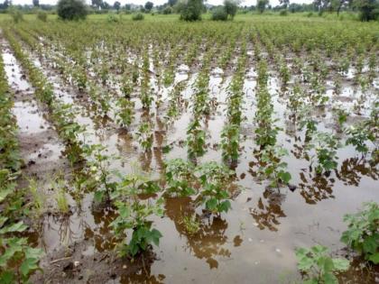 The continuous rainfall in Dhule district has led to the growth of cotton | धुळे जिल्ह्यात सततच्या पावसामुळे कपाशीची वाढ खुंटली