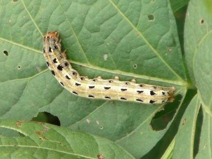 Infestation of leaf larvae on soybean crops | सोयाबीन पिकांवर पान अळीचा प्रादुर्भाव