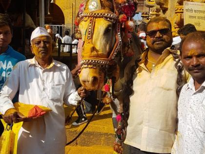  Horse harvesting is the tradition of Jejuri Wari! | अश्व जोपासतोय जेजुरी वारीची परंपरा !