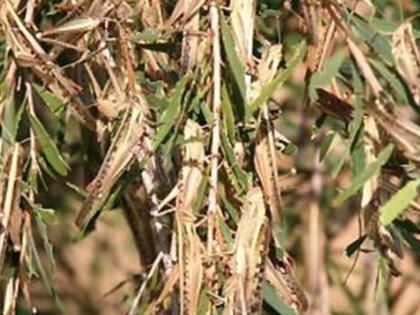 Locust crisis now to farmers | शेतकऱ्यांना आता टोळधाडीचे संकट Locust crisis now to farmers | शेतकऱ्यांना आता टोळधाडीचे संकट