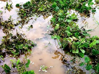 Damage to green gram and urad crop in light area | प्रकाशा परिसरात मूग व उडीद पिकाचे नुकसान Damage to green gram and urad crop in light area | प्रकाशा परिसरात मूग व उडीद पिकाचे नुकसान