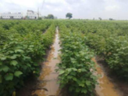 Damage to cotton crop due to infiltration of Patchari water in the field | पाटचारीचे पाणी शेतात शिरल्याने कापूस पिकाचे नुकसान